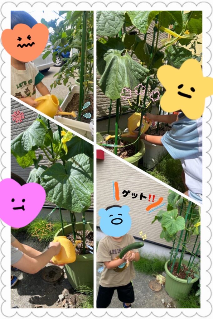 収穫したよ🥒